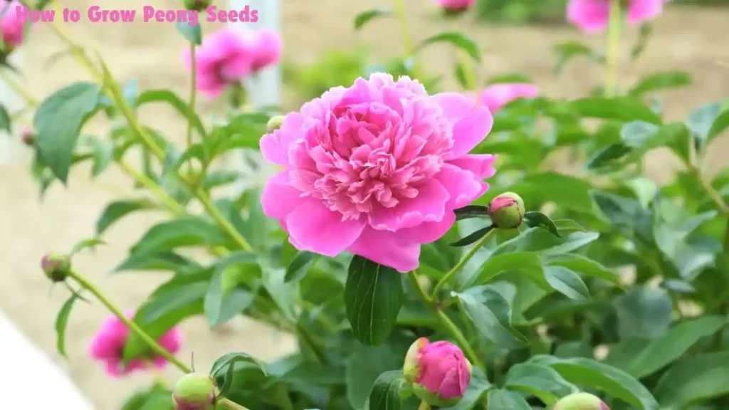 How to Grow Peony Seeds