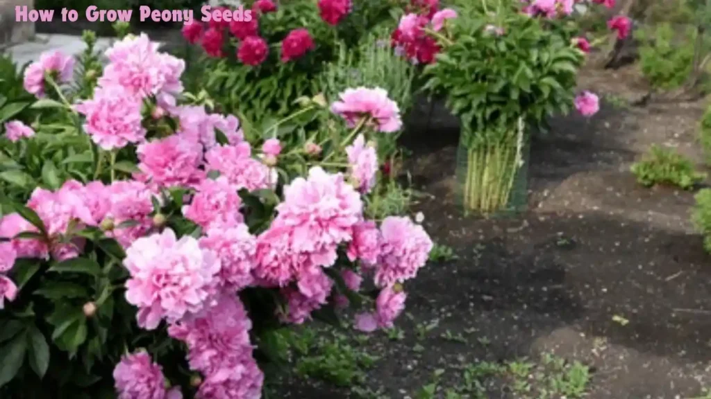 How to Grow Peony Seeds